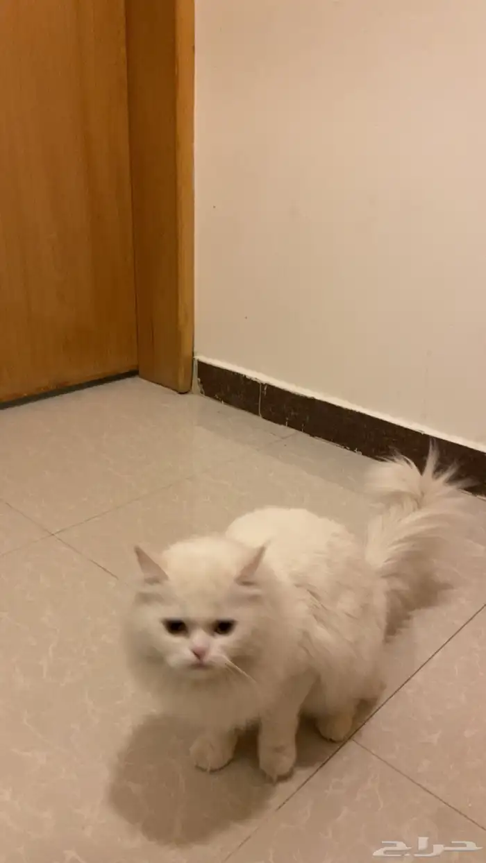 سلام عليكم قطةاللبيع انثى شرازي 1