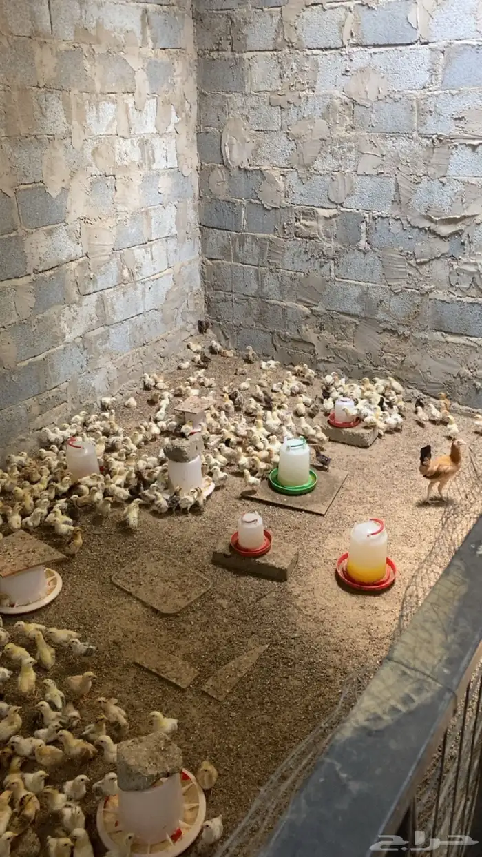 صوص دجاج بلدي فواتح 1
