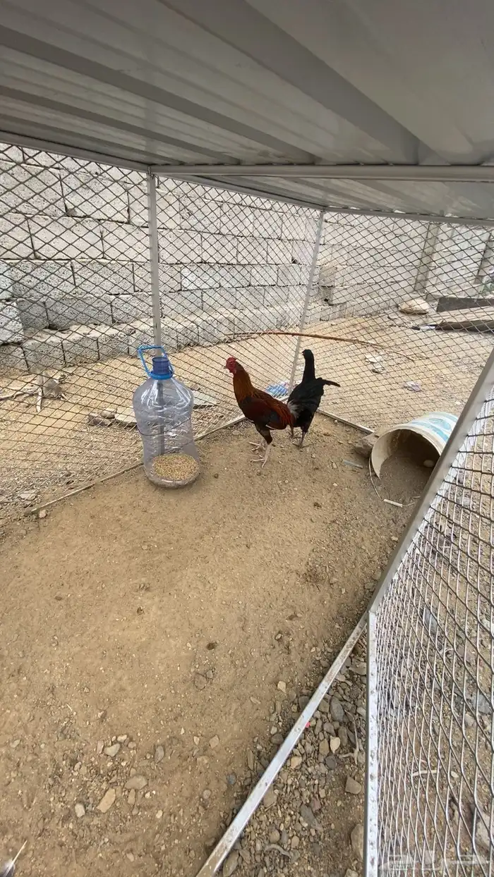 دجاج بلدي 1