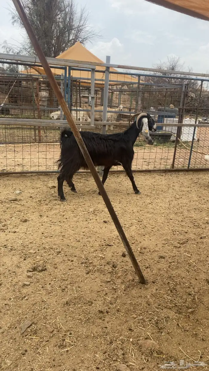 عنز عارضيه كفو 1