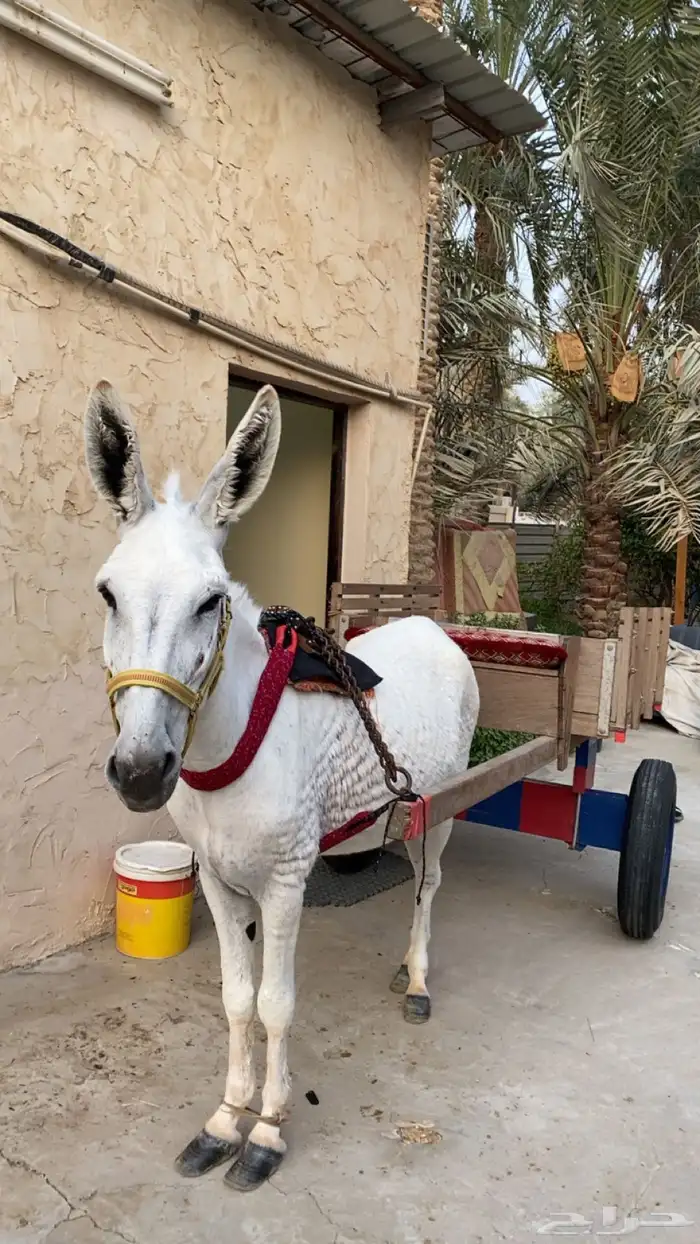 للبيع حماره 1