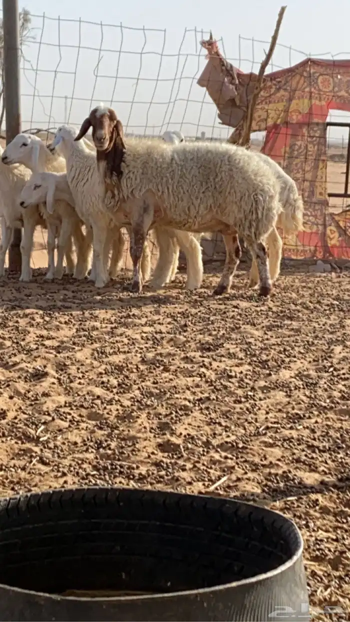 نعيمية 1