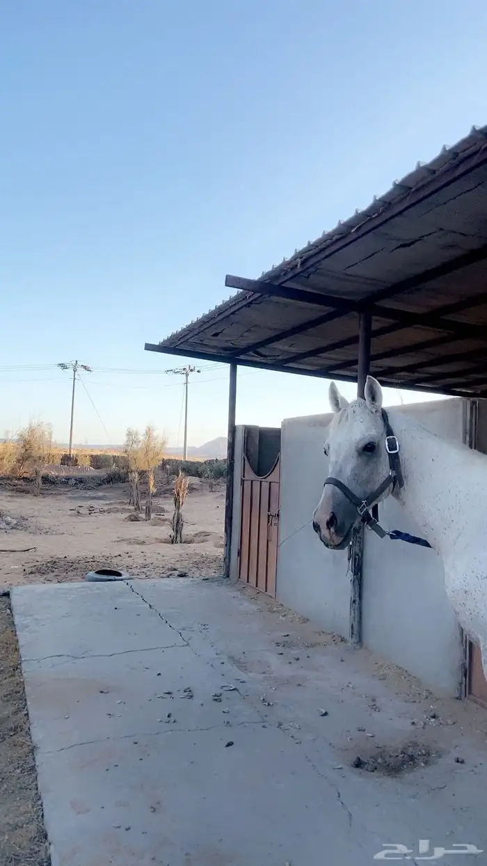 حصان شعبي العمر 4 الطول 5ونص تربيع وتشنيع ويطررب الخيل 4