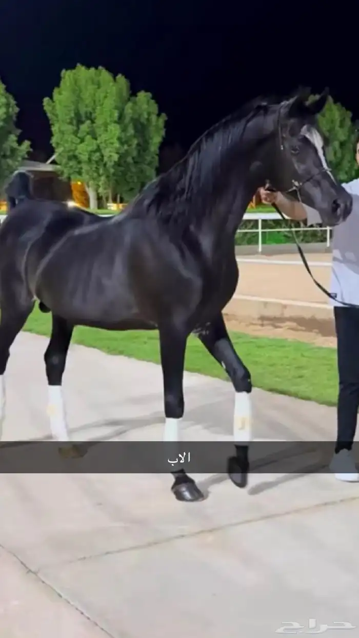 حصان عربي معسوف طرب 2