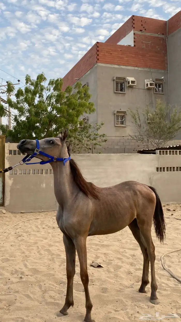 مهر واهو 3