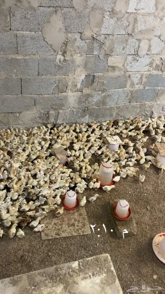 صوص دجاج بلدي فواتح 2