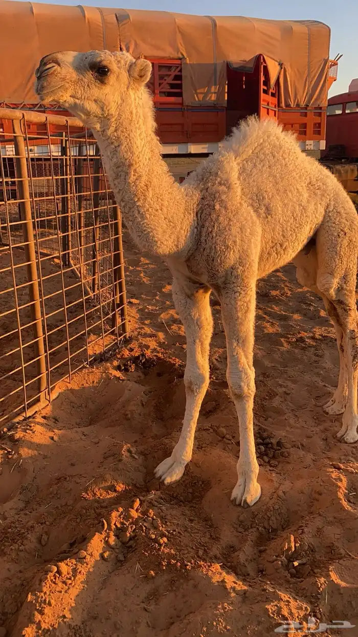 قعود للبيع تمامي 0