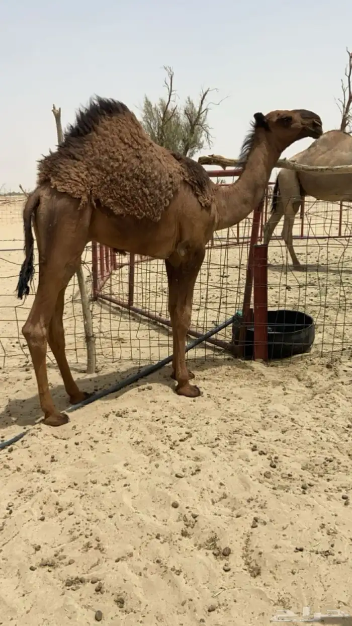 قعود سلاله الهدب 0