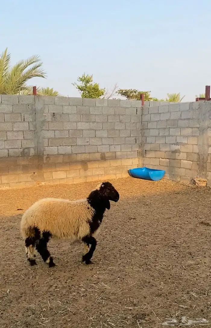 خروف نعيم داغور 0