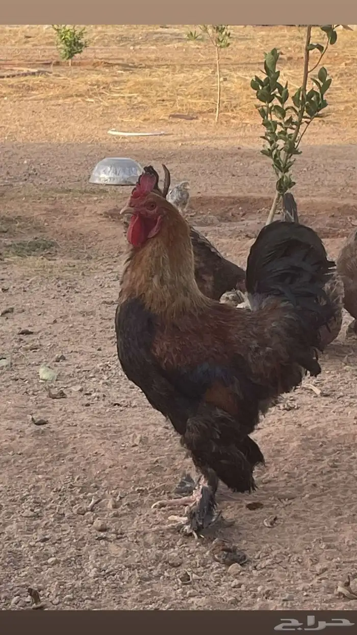 دجاج براهما طيبات بالحيل مع ديك تواصل 0