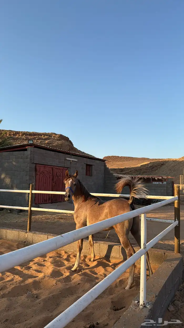 مهر واهو مكس جمال 0