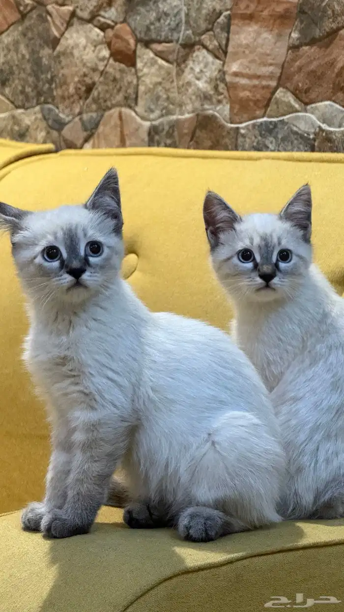 قطط للبيع عاجل 7