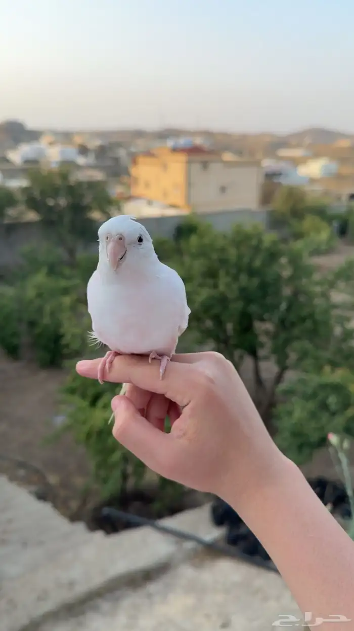 كروان البينو 0