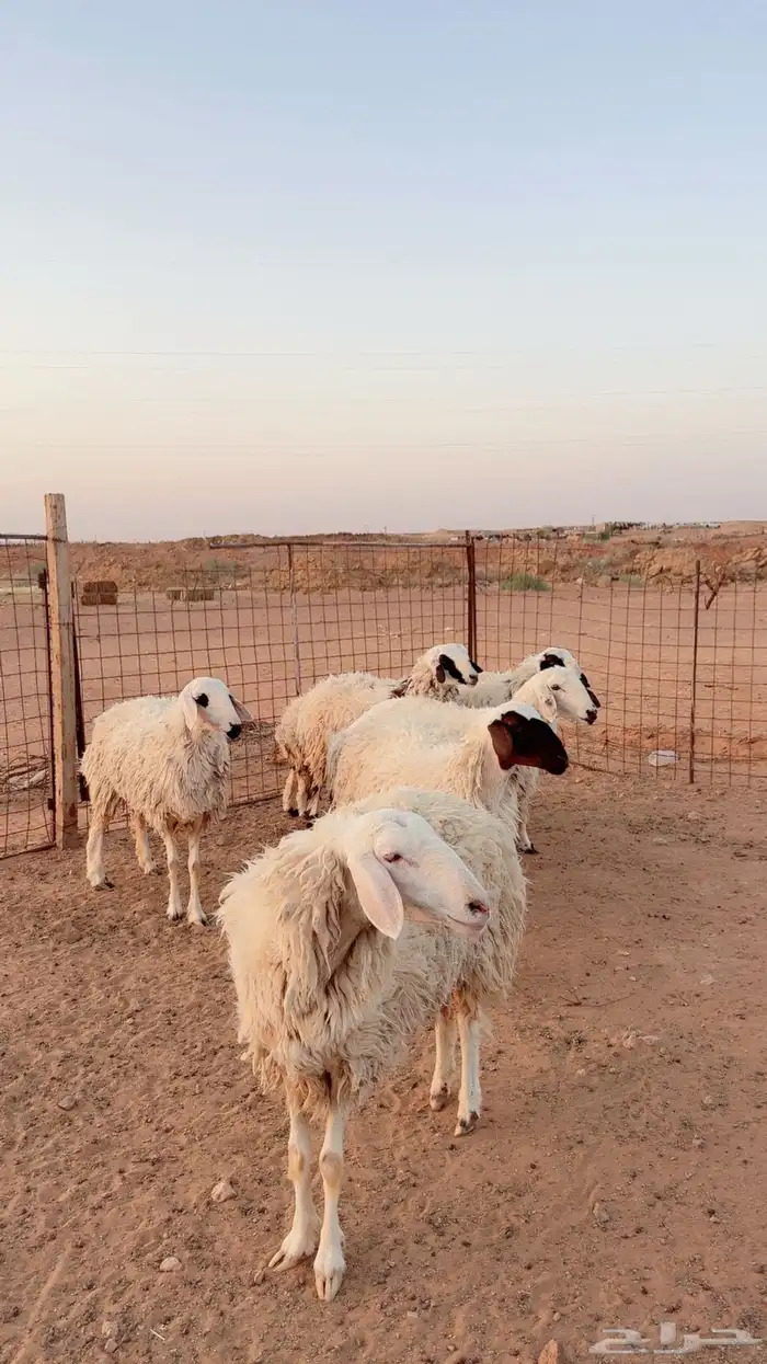 جذعات وثنية دفيع العدد 7 ( بريدة) 2