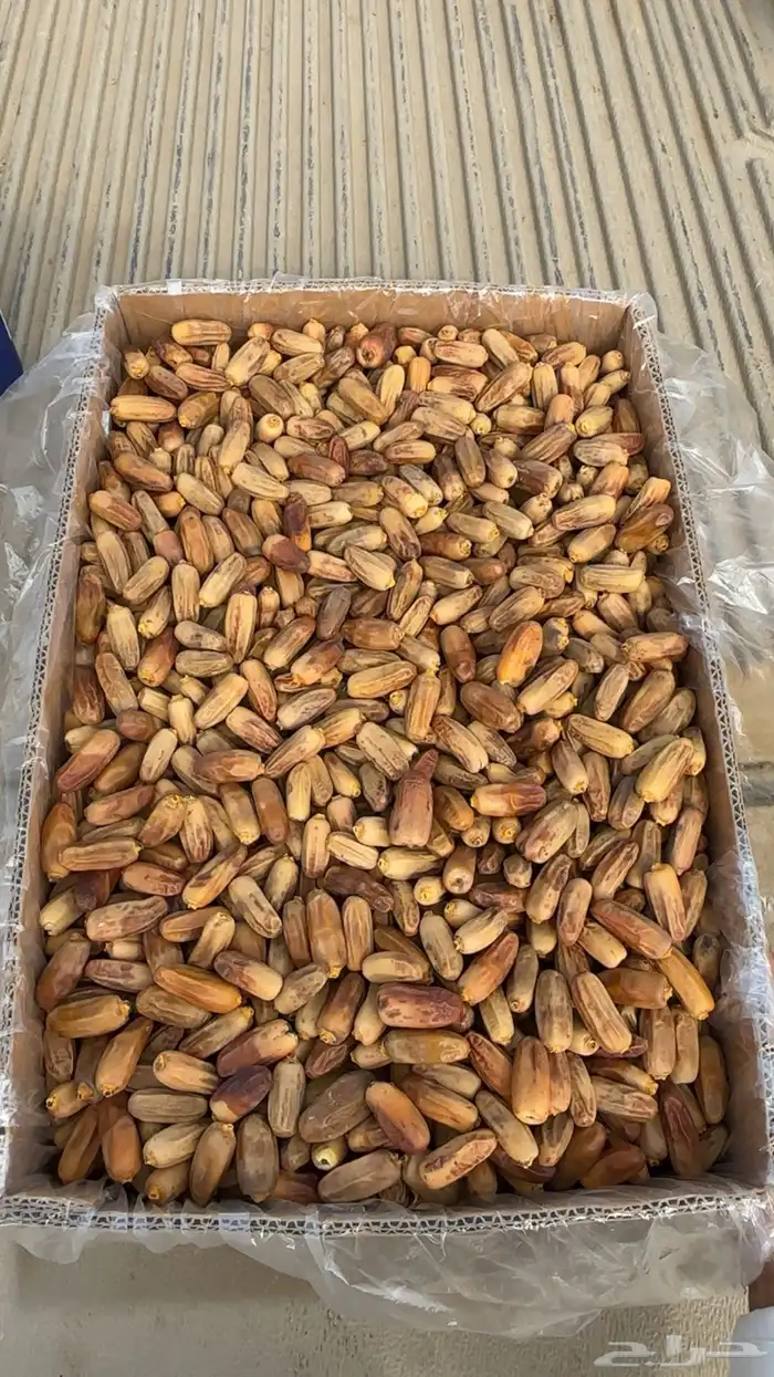 جسبه مشروطه سبت العلايا 0