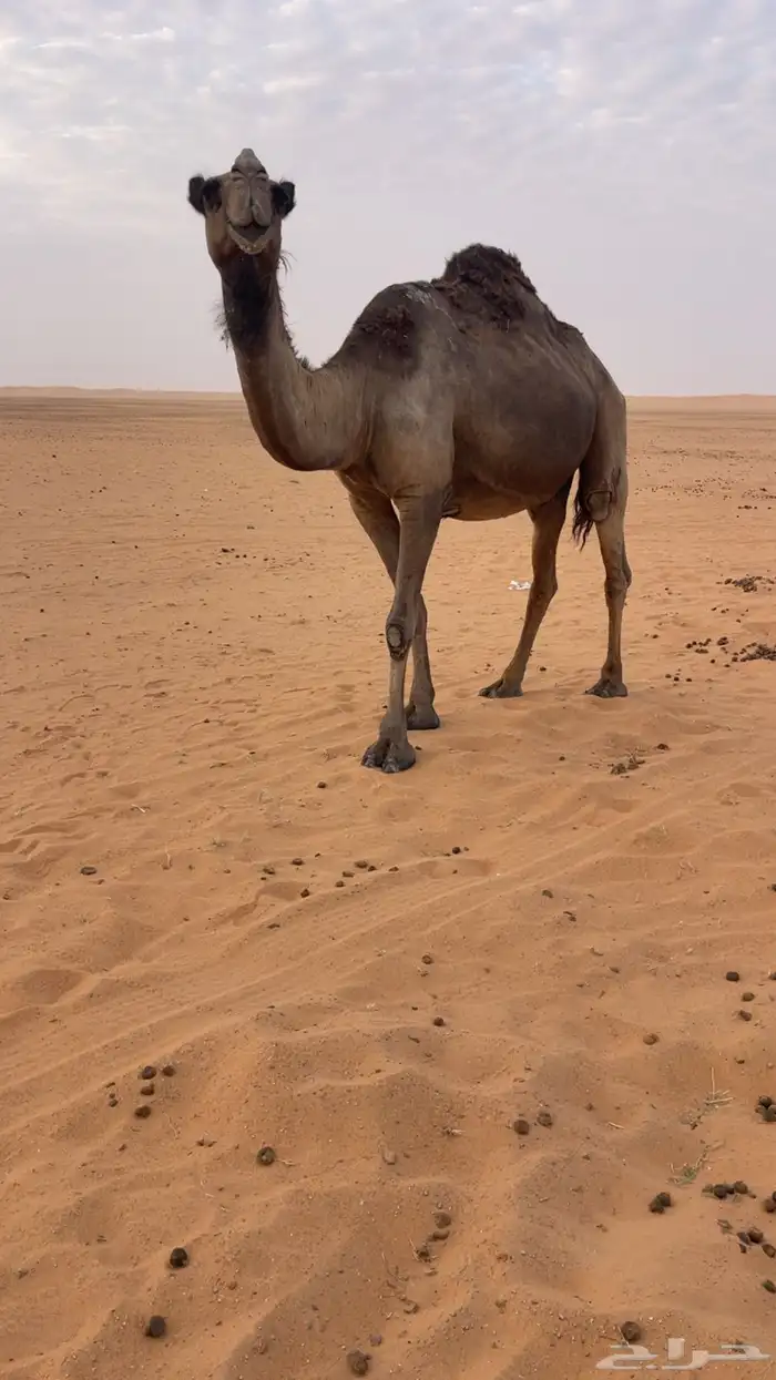 لقحه طيبه مجهم 0