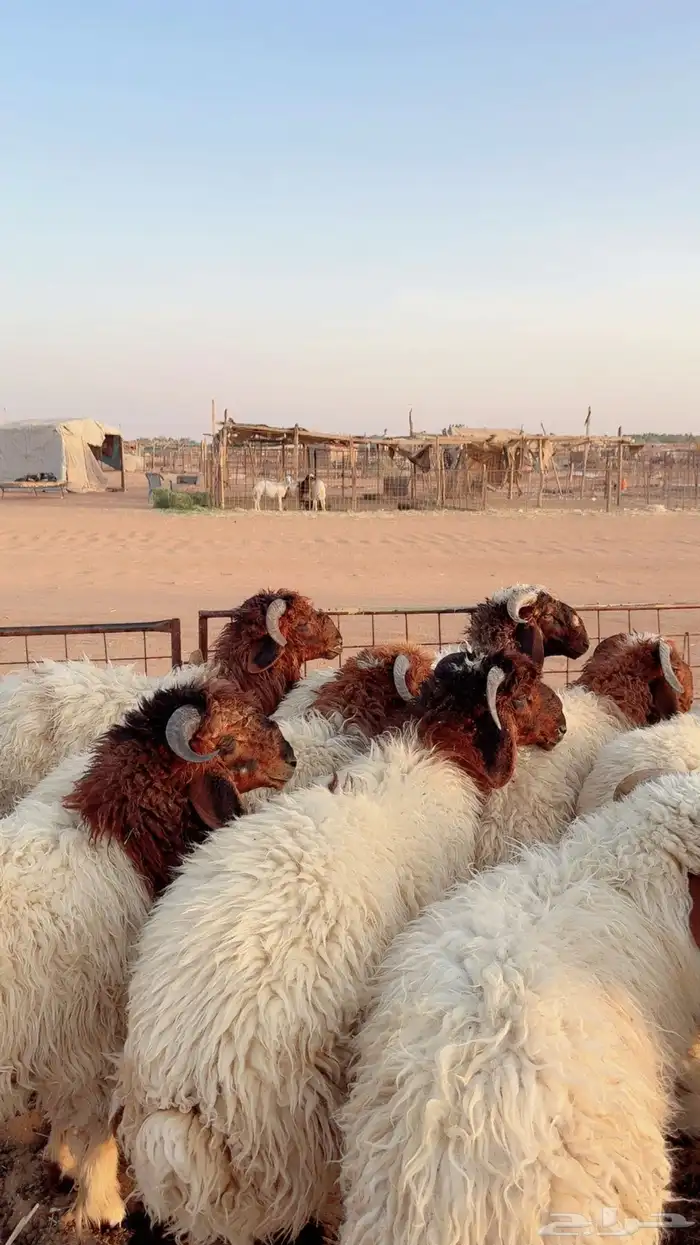 خرفان نعيم ذبايح ( بريدة) 4