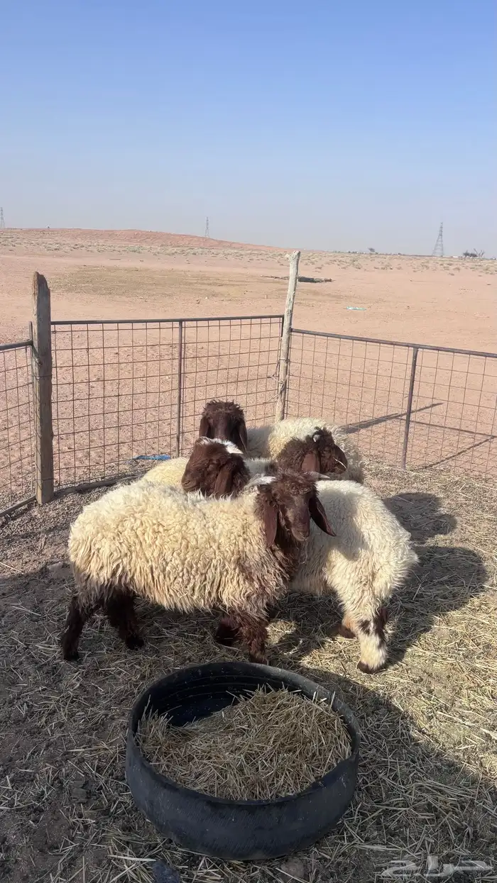 للبيع ثلاث خرفان ورخل نعيم طيبات 5