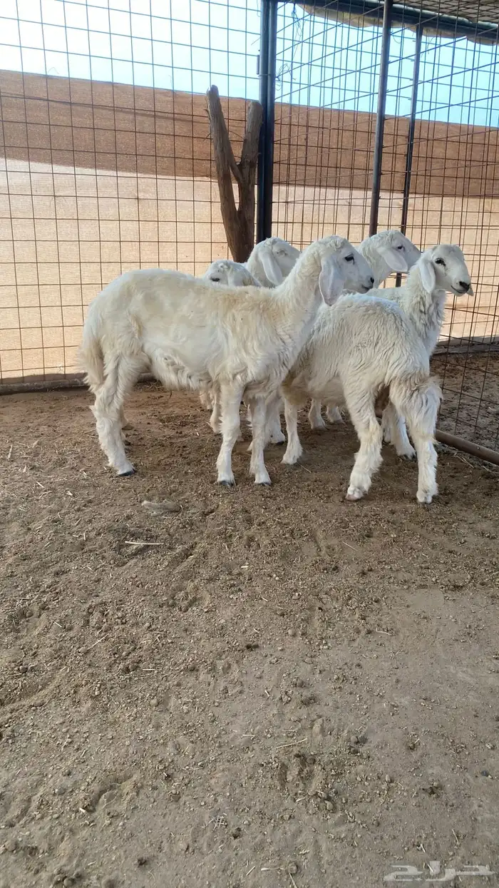 طليان ذبايح للبيع 3
