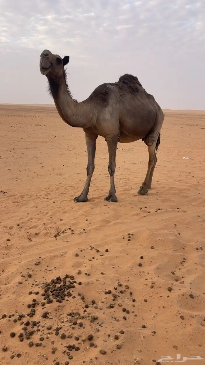 لقحه طيبه مجهم 1