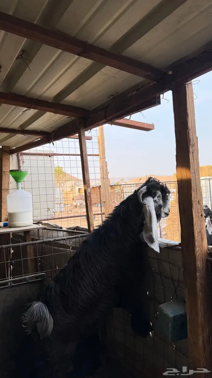 فحول ومشاريع فحول عوارض 3