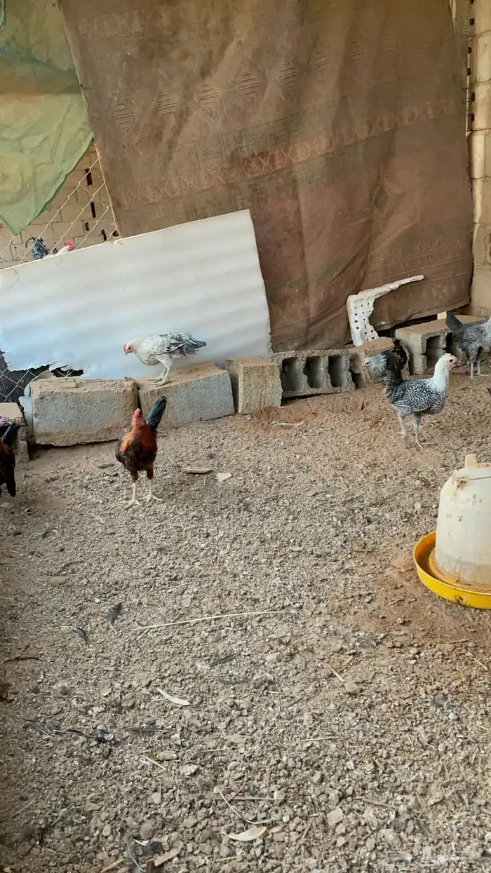 دجاج بلدي عمر 4 اشهر للبيع 1