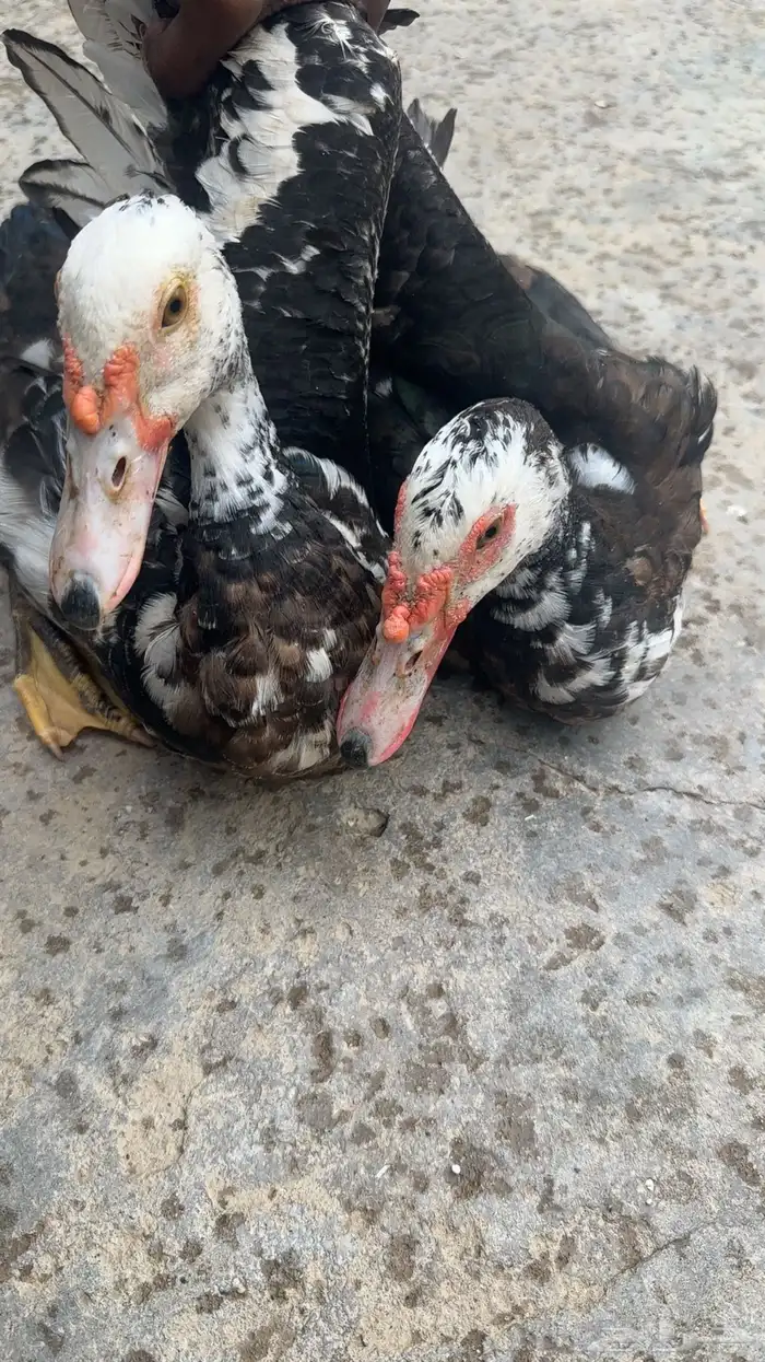 بطى اثنين اناثي وذكر 0