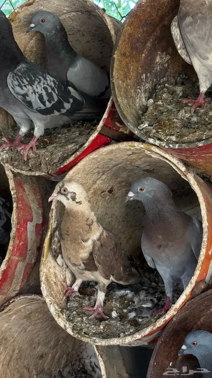 حمام 3