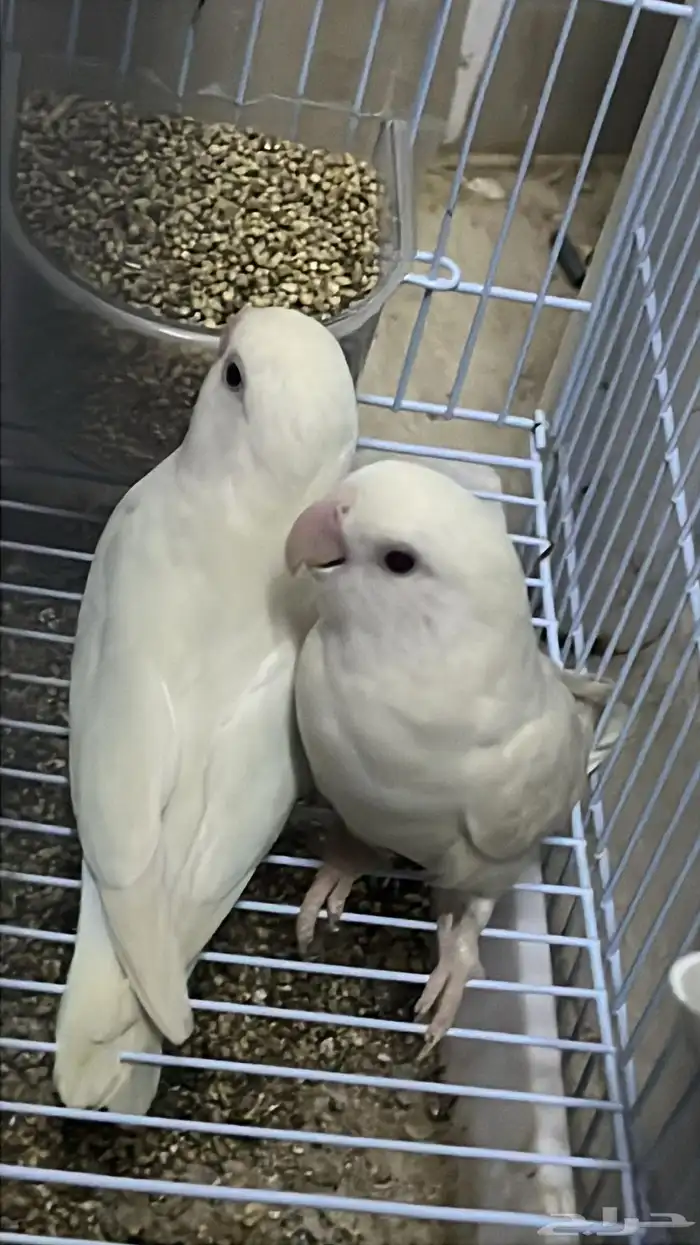 ببغاء روز 2