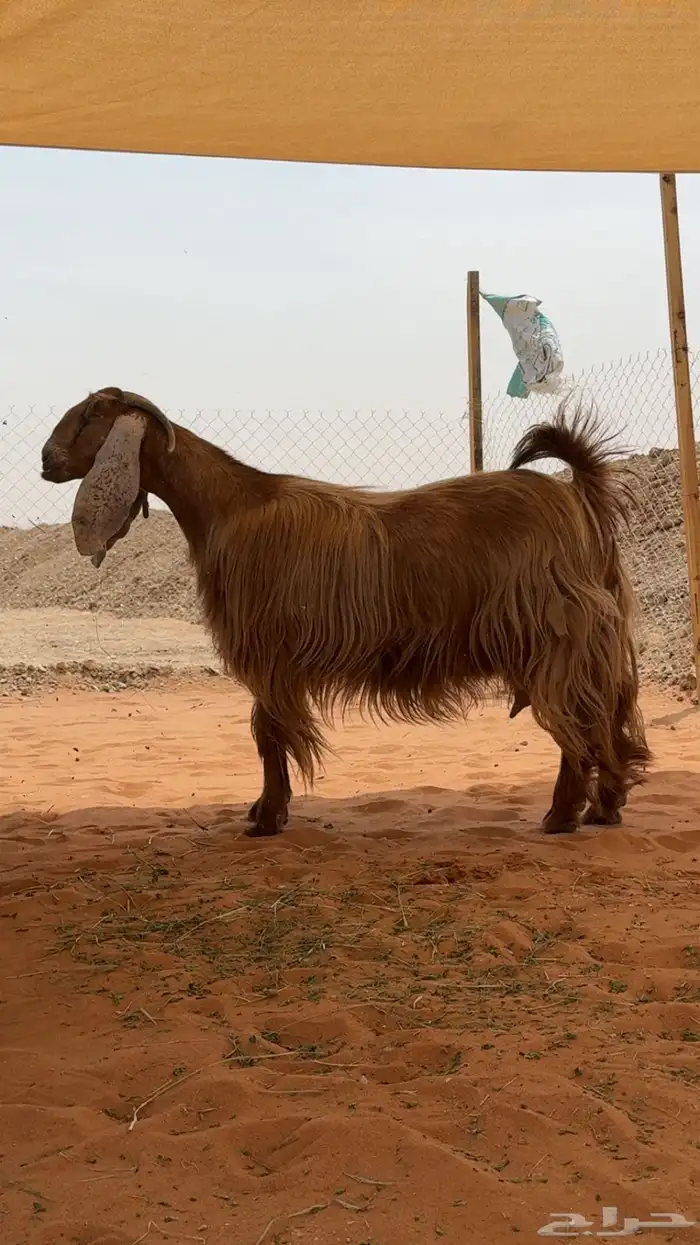 عنز دافع للبيع شرط 2