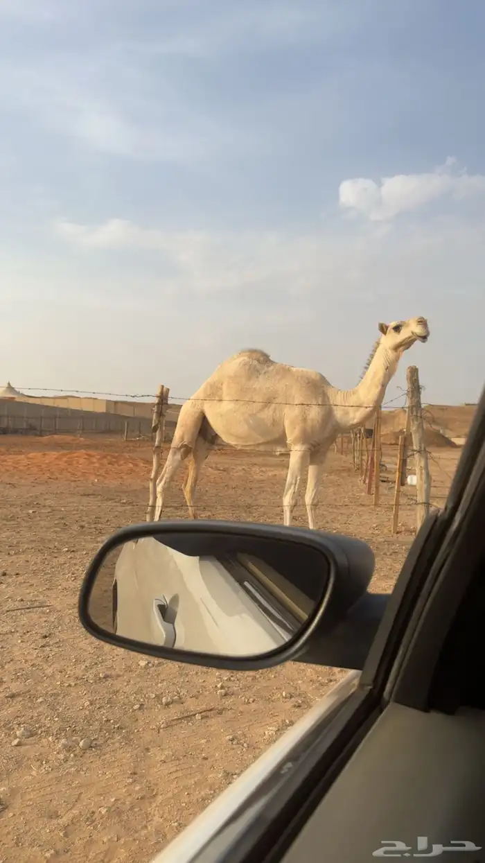 للبيع ناقه 0