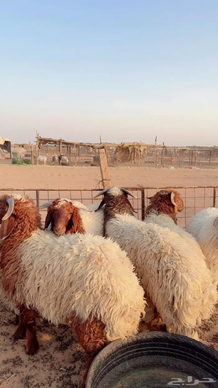 خرفان نعيم ذبايح ( بريدة) 2
