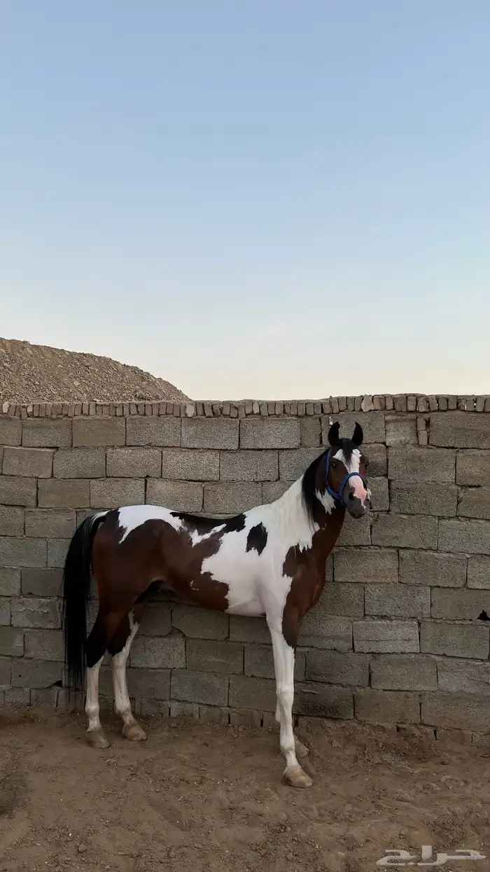حصان ملون هندي 0