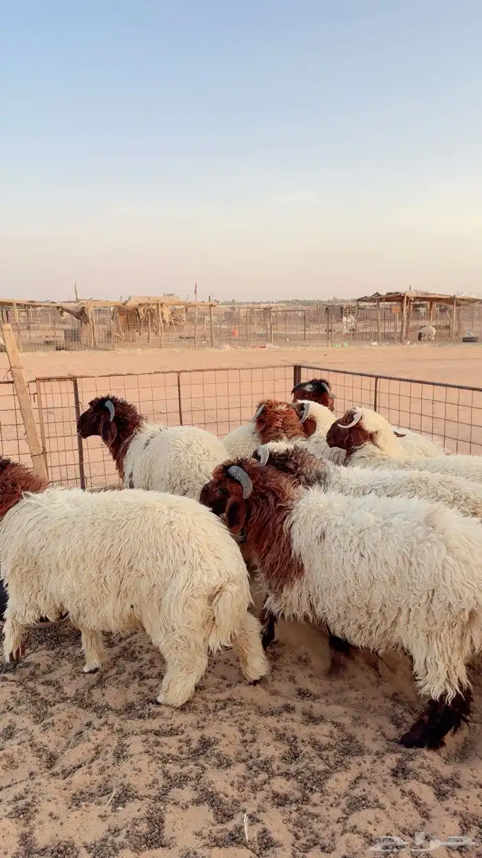 خرفان نعيم ذبايح ( بريدة) 3
