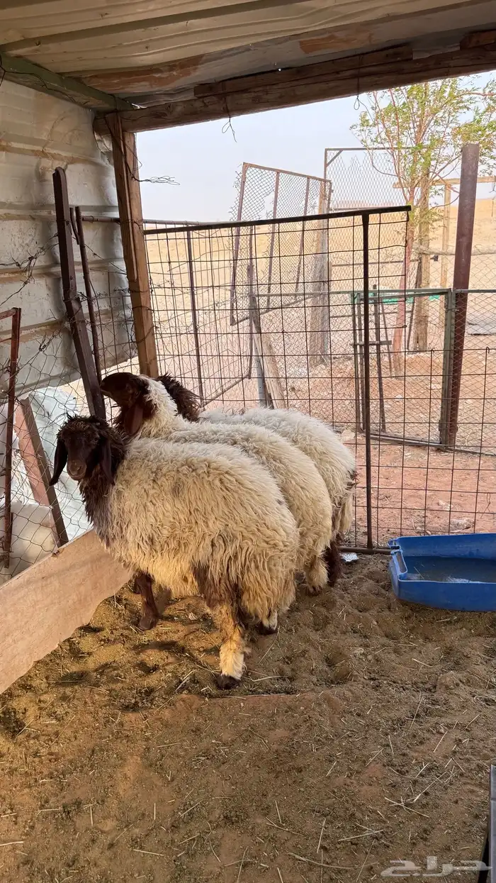 رخال نعيم مقفله 2