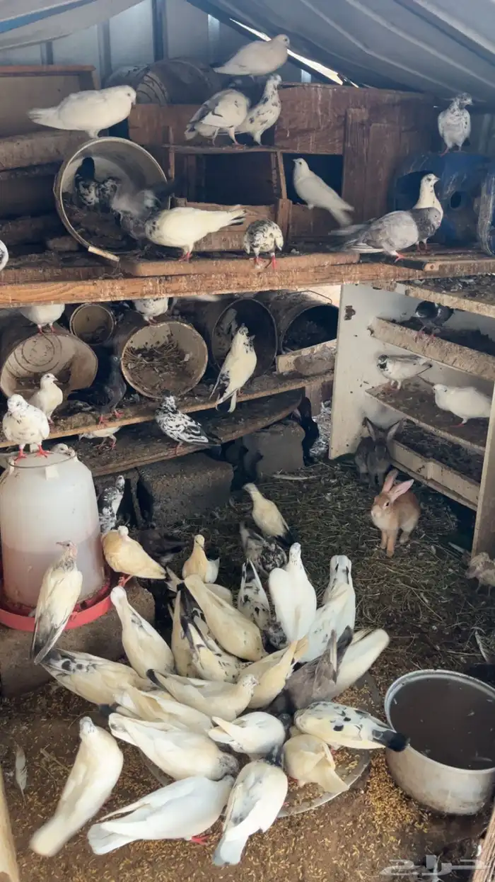 حمام عادي نضيف 6