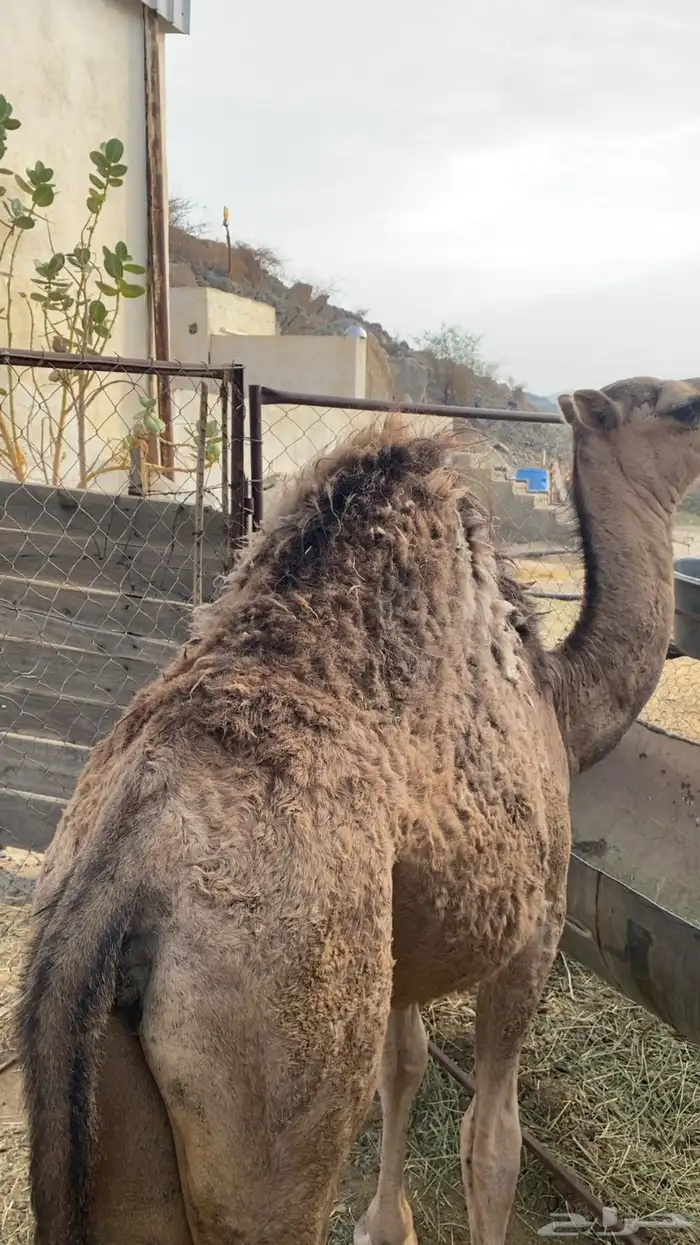 بكره للبيع 3