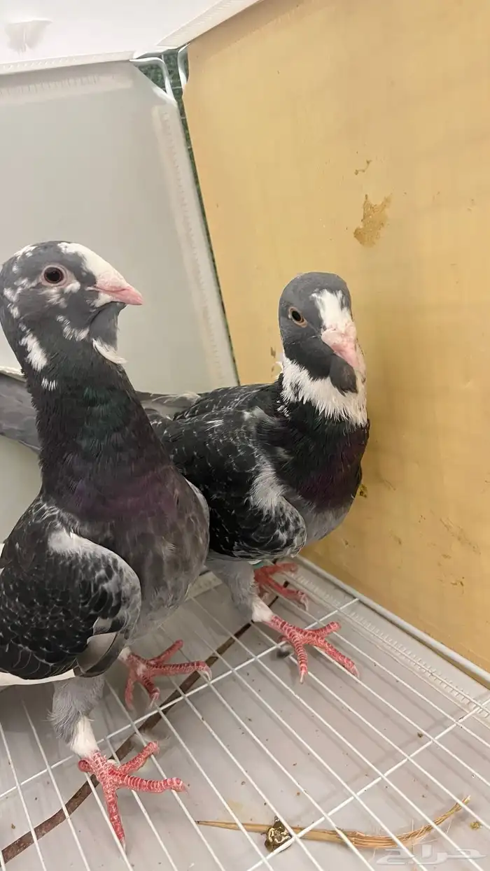 حمام جوز سوري 3
