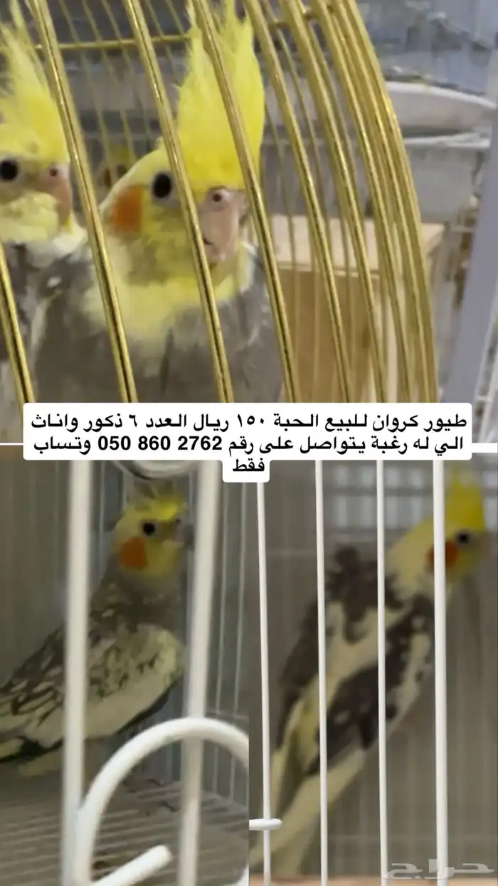 طيور كروان للبيع 0