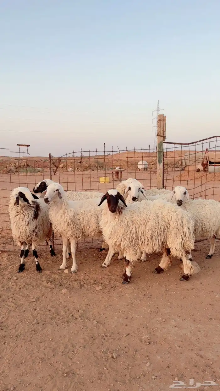 جذعات وثنية دفيع العدد 7 ( بريدة) 3