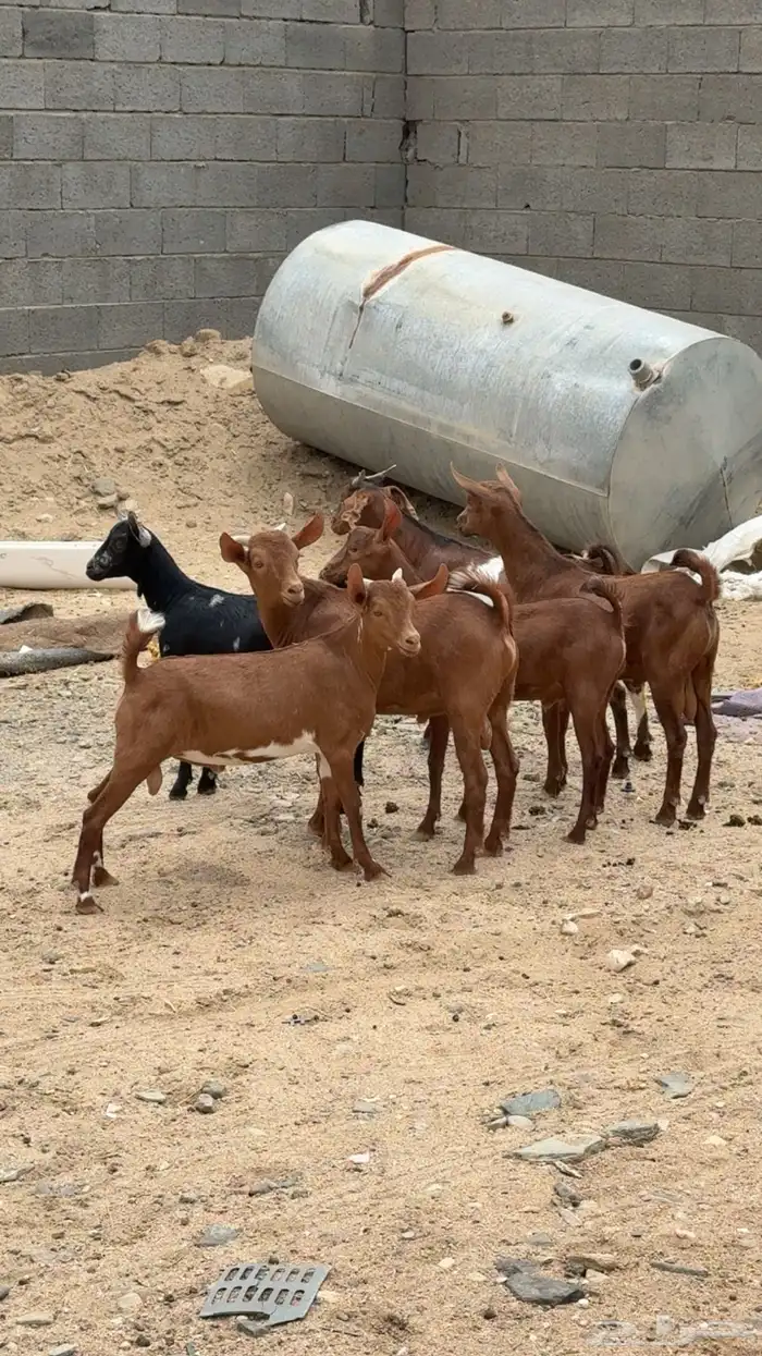خرفان رخال تيوس عنقان شرط نظيف 1