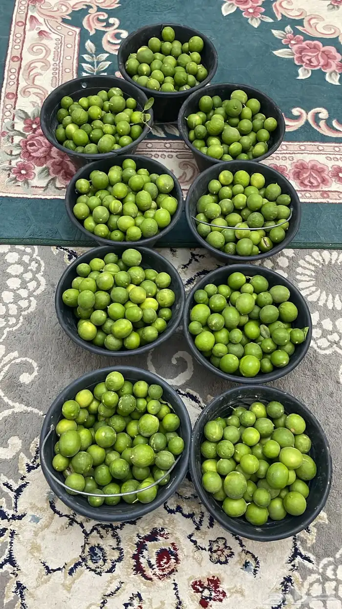 للبيع ليمون توه مقطوف 0