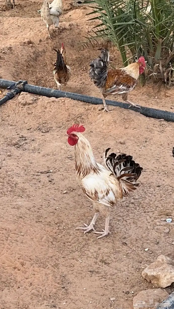 ديكة 1