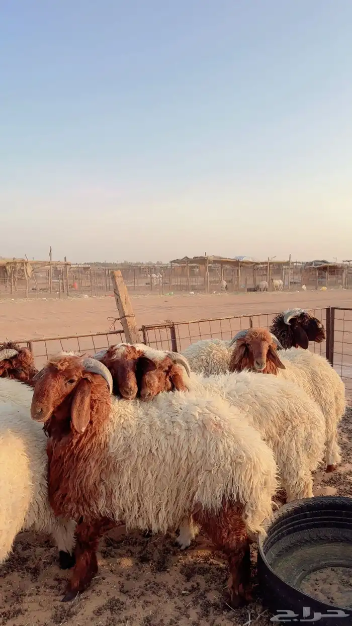 خرفان نعيم ذبايح ( بريدة) 0