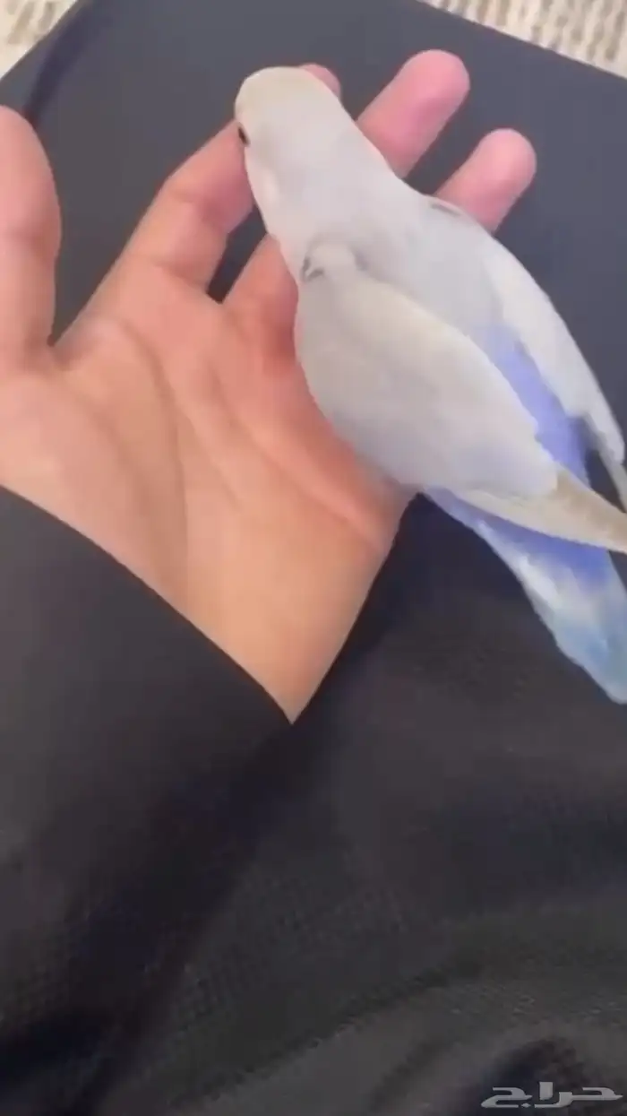 روز اليف 2