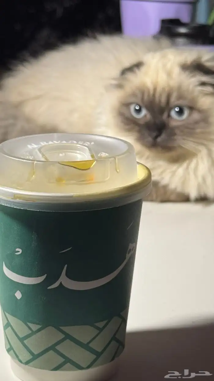 طالبه تزاوج من شروط التزاوج نضيف وصور للانتاج 9