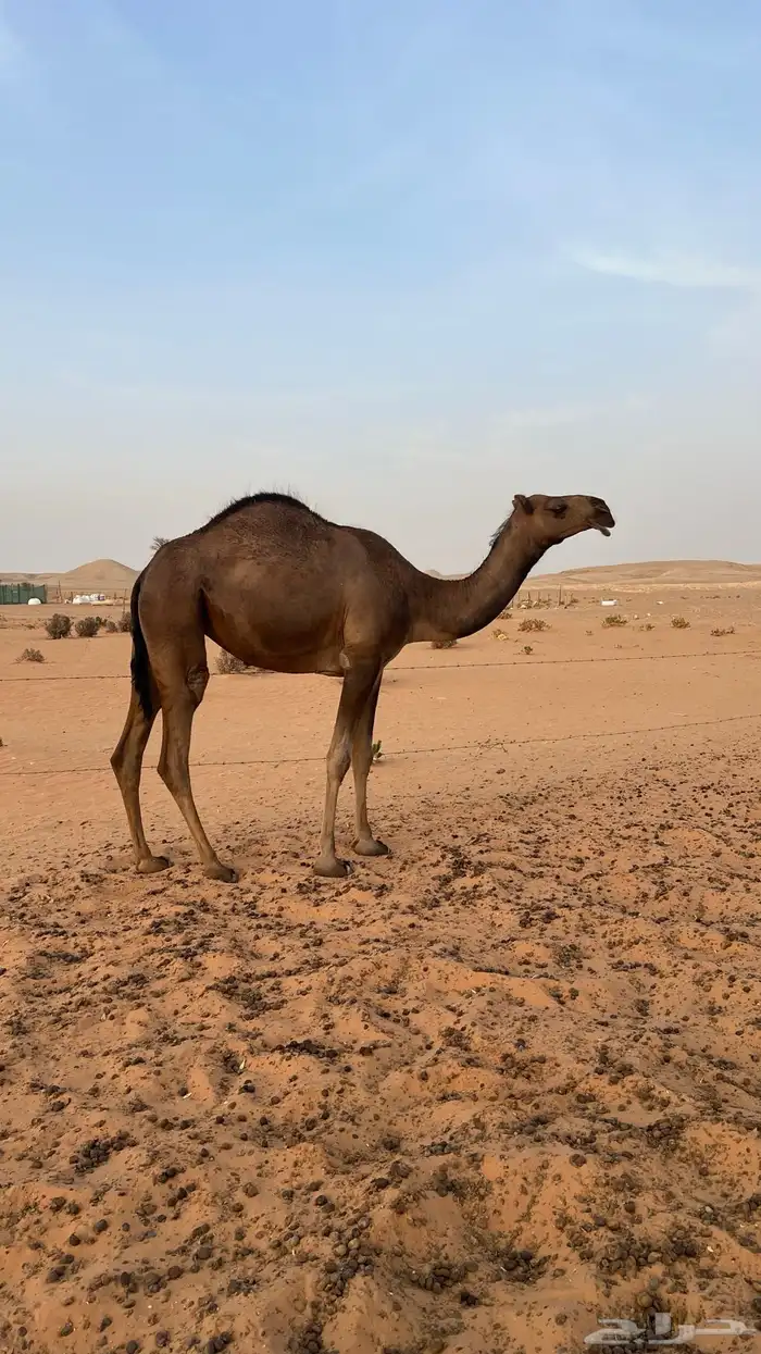 بكره حقة للبيع 1