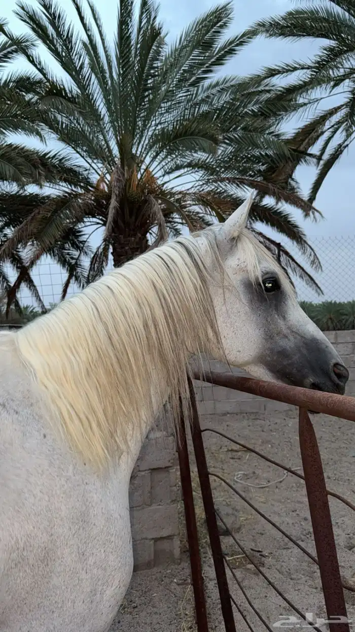حصان للبيع 2