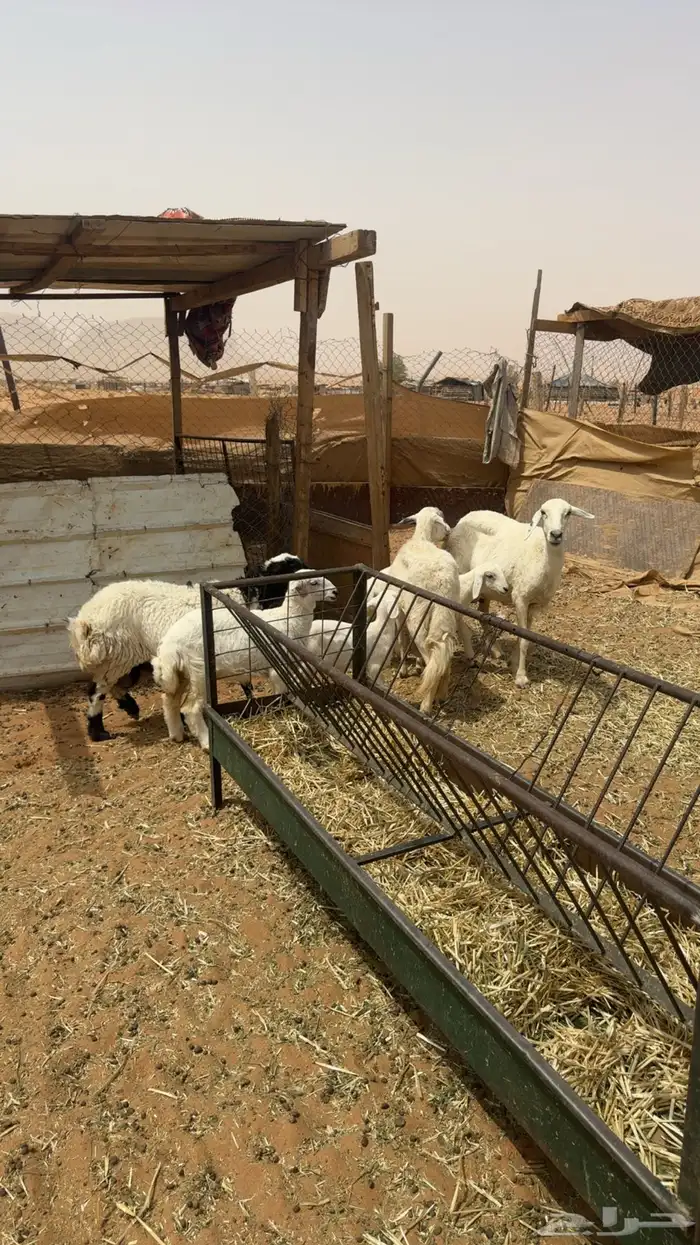للبيع 3 تحتها 3 0