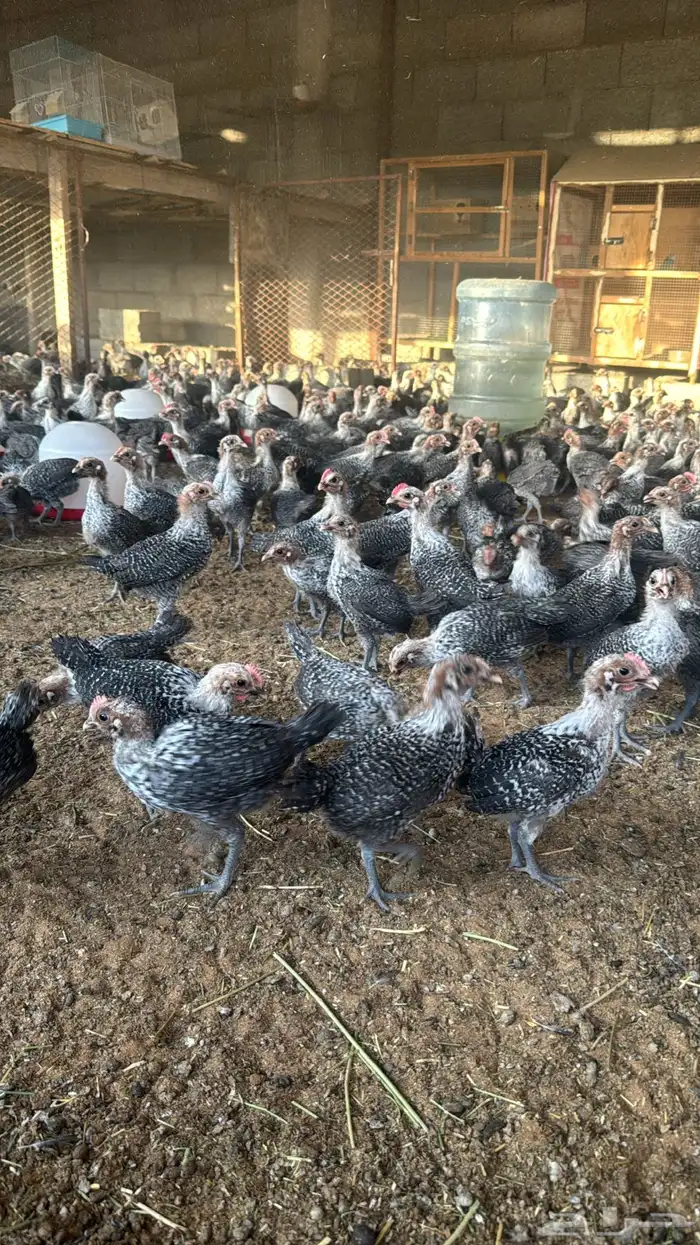 للبيع عدد 1400 صوص دجاج وديكه فيومي اصل 0